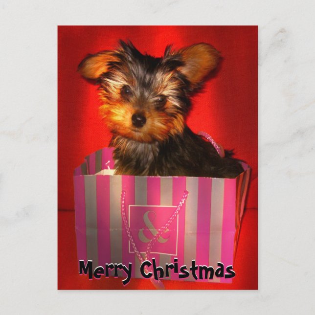 Merry Christmas Little Yorkie Customisable Holiday Postcard (Front)