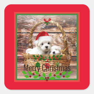 Merry Christmas, Maltese Puppies, holiday colours Square Sticker