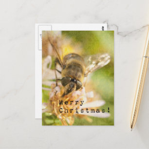Merry Christmas Moth on Flower Postcard