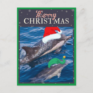 Merry Christmas Mum and Baby Dolphin postcard
