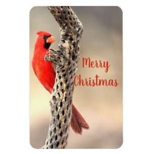 Merry Christmas Northern Cardinal Magnet