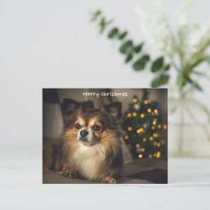 Merry Christmas Pet/Dog Chihuahua Holiday Postcard
