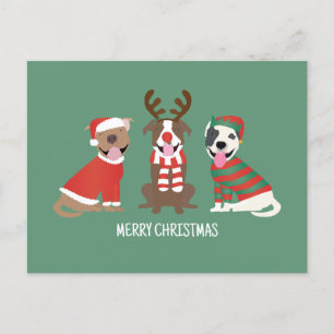 Merry Christmas Pit Bull Dogs Holiday Postcard