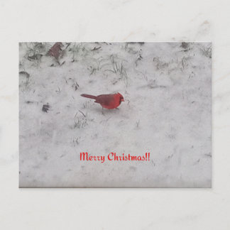 Merry Christmas!! Postcard