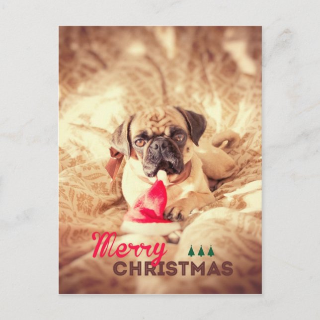 Merry Christmas Pug Holiday Postcard (Front)