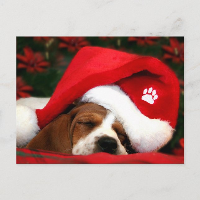 Merry Christmas Puppy post card (Front)