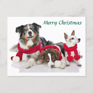 Merry Christmas Pups Holiday Postcard