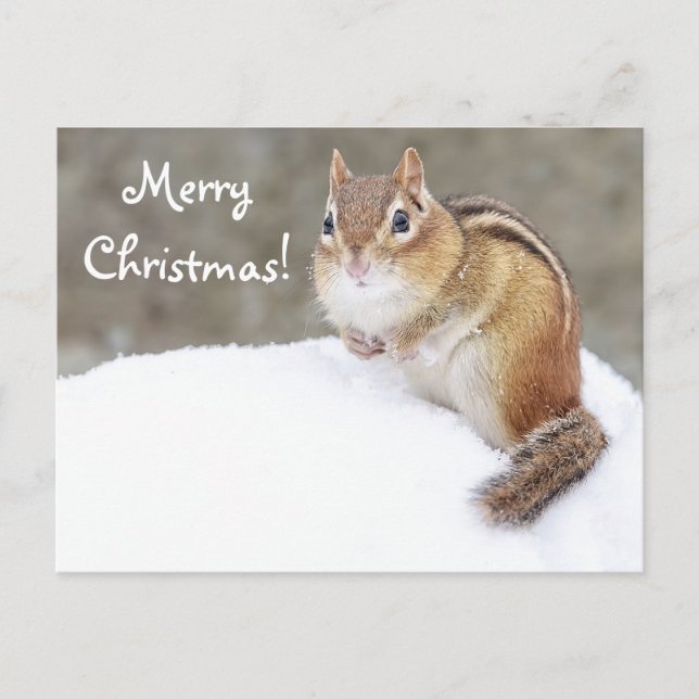 Merry Christmas Snowy Chipmunk Holiday Postcard (Front)