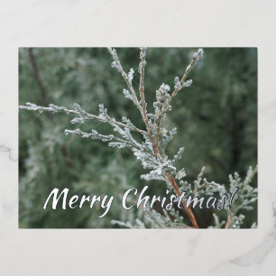 Merry Christmas Sparkling Frost Evergreen Branch Foil Holiday Postcard