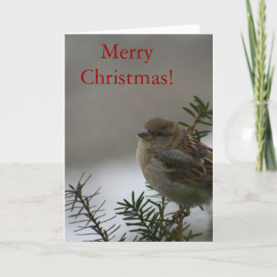 Merry Christmas Sparrow! with Scripture Holiday Card