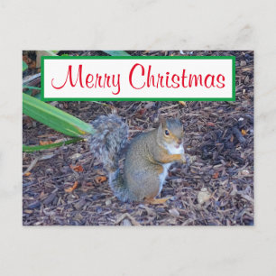 Merry Christmas Squirrel #4 Postcard