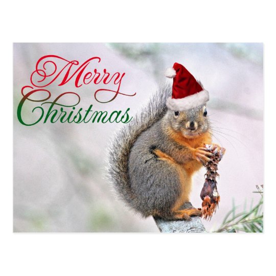 Merry Christmas Squirrel Postcard