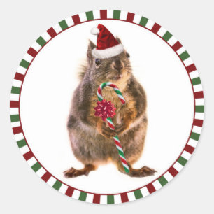 Merry Christmas Squirrel Stickers