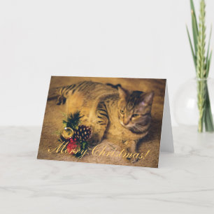 "Merry Christmas!" Tabby cat Holiday Card