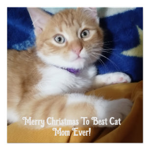 Merry Christmas To Best Cat Mom Ever Poster