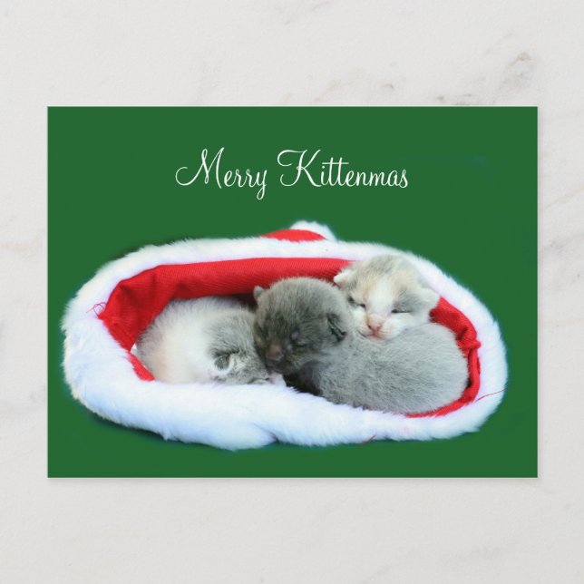 Merry Kittenmas Holiday Postcard (Front)