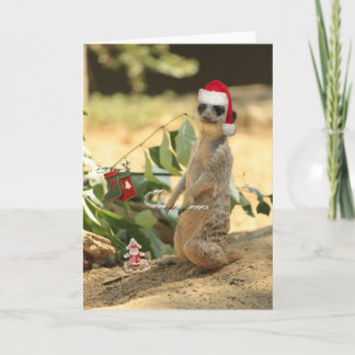 Merry Meerkat Holiday Card