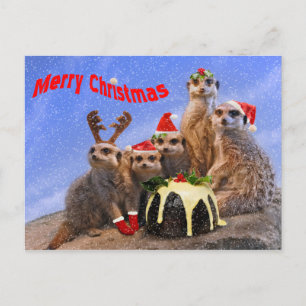 Merry Meerkats Postcard