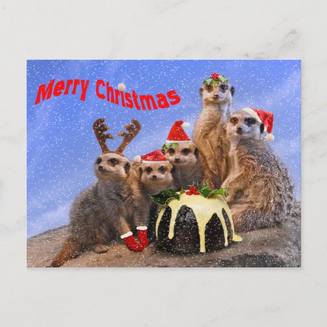 Merry Meerkats Postcard (Front)