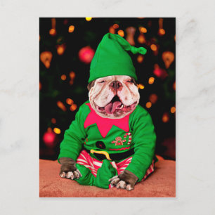 Merry Pitmas, Pit Bull Style Postcard