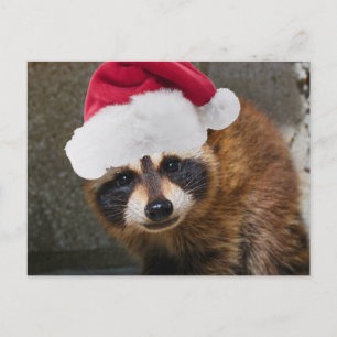 Merry Racoon Christmas Holiday Postcard