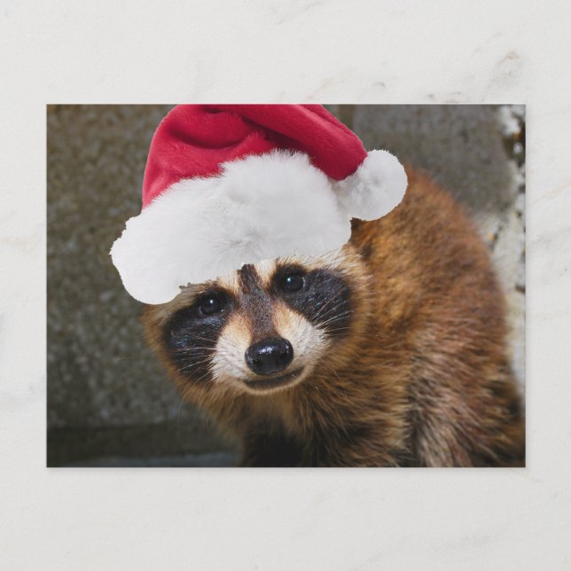 Merry Racoon Christmas Holiday Postcard (Front)