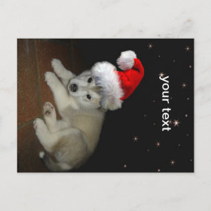 Merry Xmas Puppy Holiday Postcard