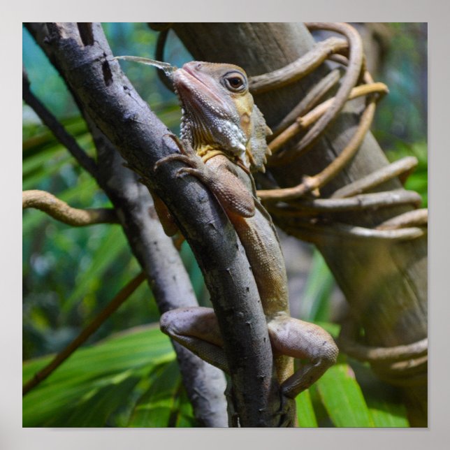 Merten's Water Monitor Poster (Front)