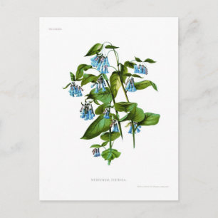 Mertensia sibirica postcard