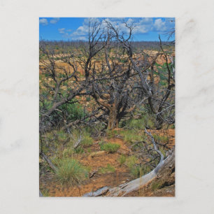 "Mesa Verde National Park" collection Postcard