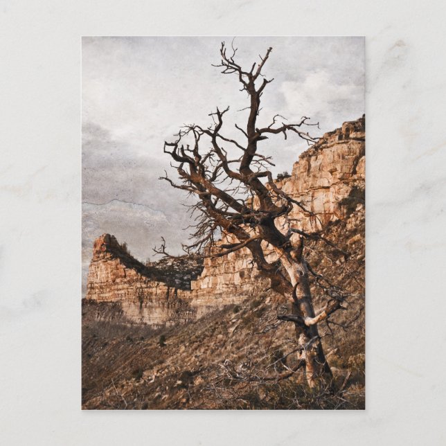 Mesa Verde Postcard (Front)