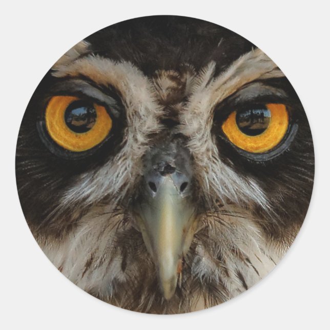 Mesmerising Golden Eyes of a Spectacled Owl Classic Round Sticker (Front)