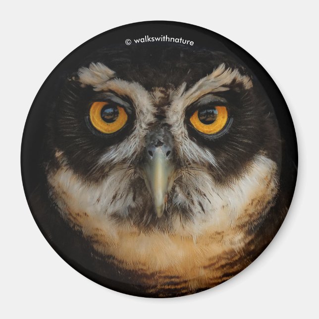 Mesmerising Golden Eyes of a Spectacled Owl Magnet (Front)
