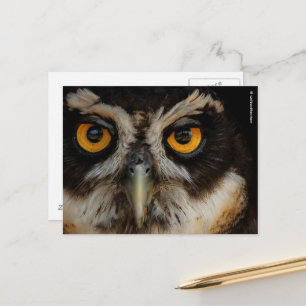 Mesmerising Golden Eyes of a Spectacled Owl Postcard
