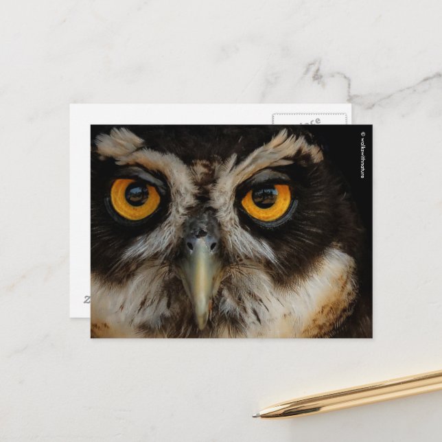 Mesmerising Golden Eyes of a Spectacled Owl Postcard (Front/Back In Situ)