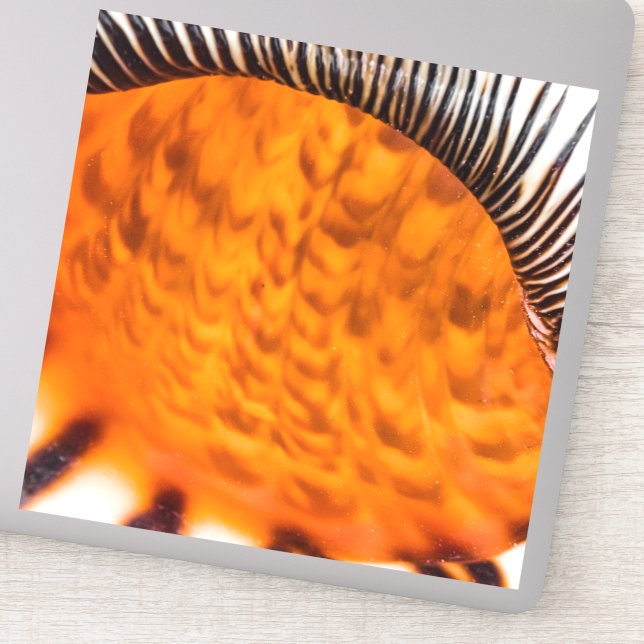 Mesmerising seashell (Detail)