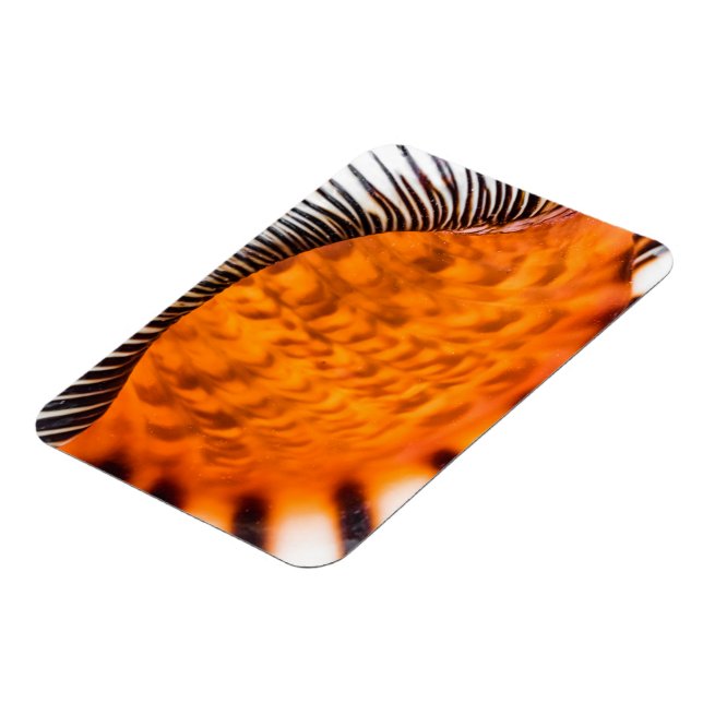 Mesmerising seashell magnet (Left Side)