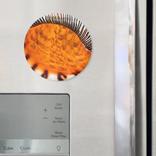 Mesmerising seashell magnet
