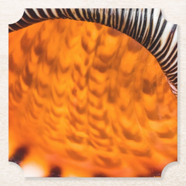 Mesmerising seashell paper coaster (Front)