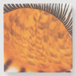 Mesmerising seashell stone coaster