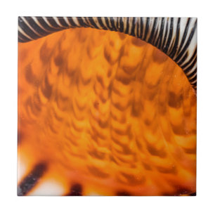 Mesmerising seashell tile