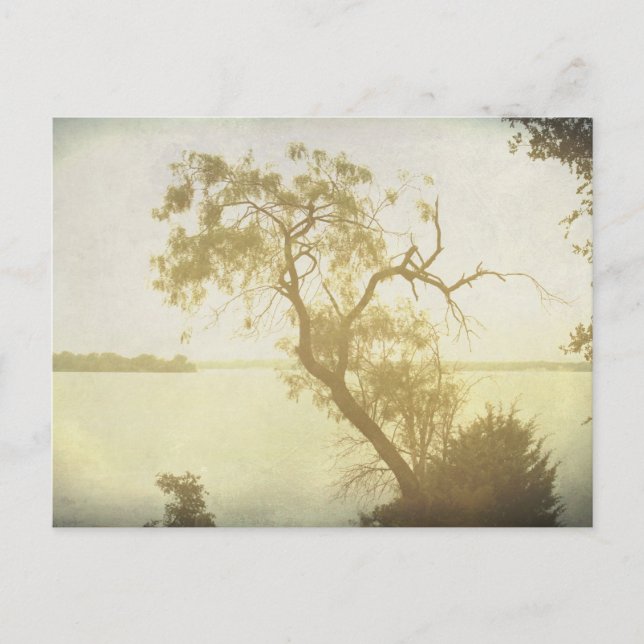 Mesquite Tree at Cedar Hill art postcard (Front)