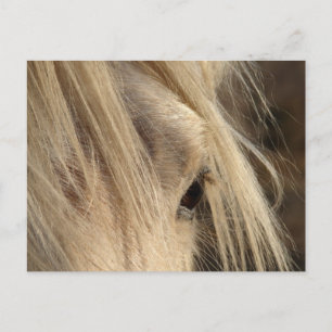 Messy Mane Day Postcard