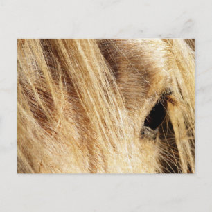 Messy Mane Day Postcard