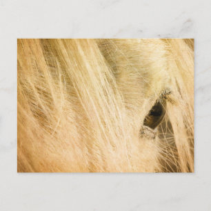 Messy Mane Postcard