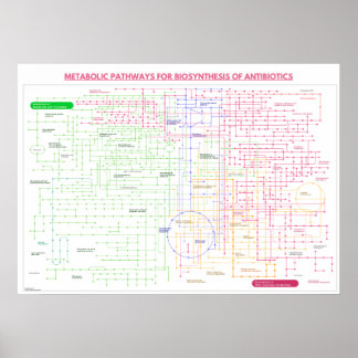 Metabolic pathway for the synthesis of antibiotcis poster