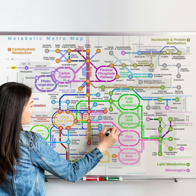 Metabolic pathway subway map poster (Creator Uploaded)