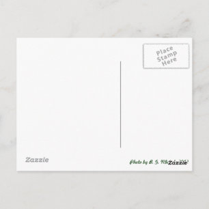 Metal Dragonfly Postcard