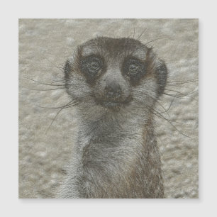 metal meerkat