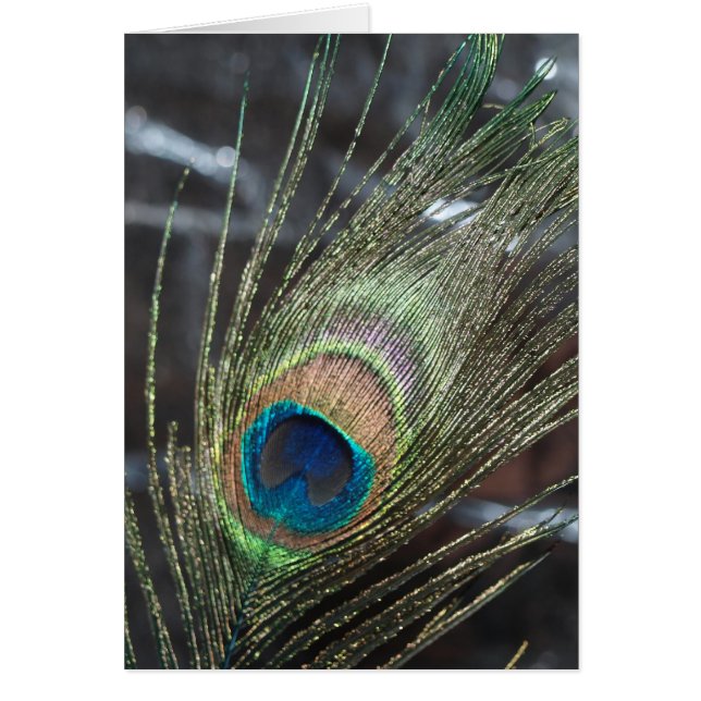 Metalic Peacock Feather (Front)